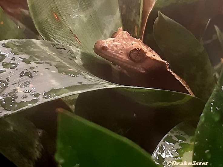 Regler för användare på Crested gecko iFokus